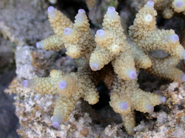 Corals